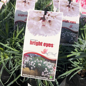 DIANTHUS SCENT FIRST RANGE