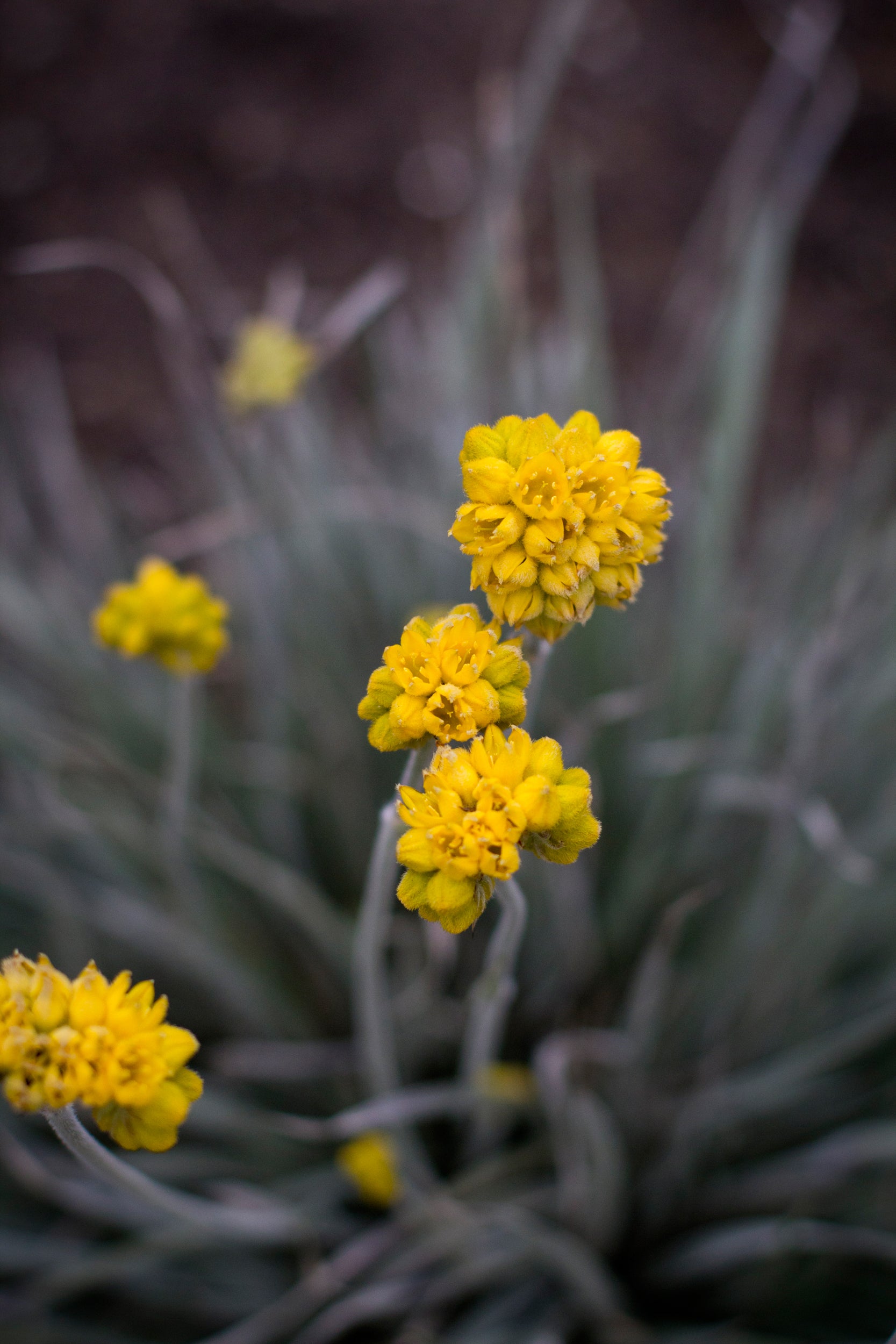 CONOSTYLIS SILVER SUNRISE