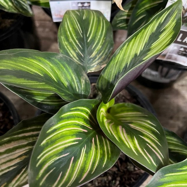 CALATHEA MAKOYANA 130MM