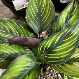 CALATHEA MAKOYANA 130MM