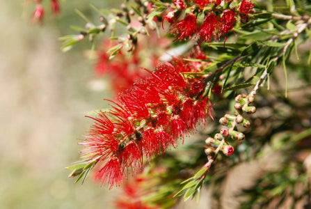 CALLISTEMON VIMINALIS SLIM