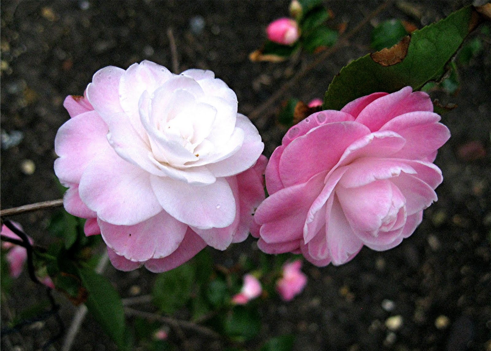 CAMELLIA SWEET JANE 170MM