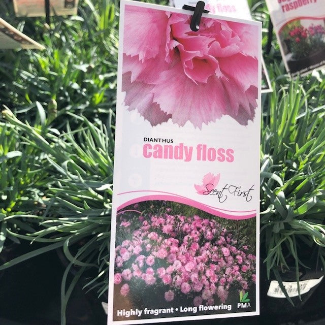DIANTHUS SCENT FIRST RANGE