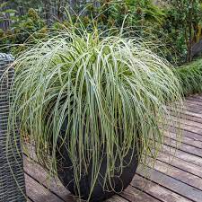 CAREX FEATHER FALLS