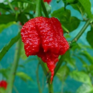 CHILLI CAROLINA REAPER