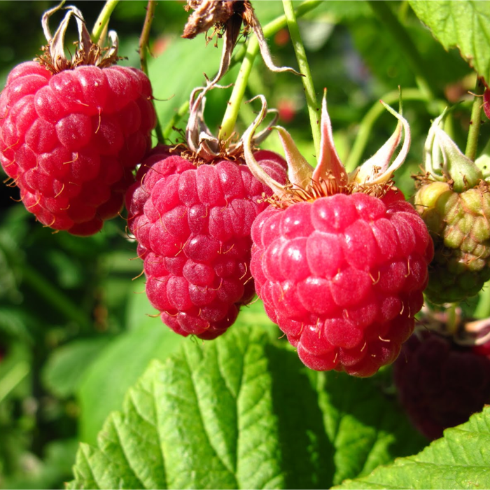 raspberries on green leaves