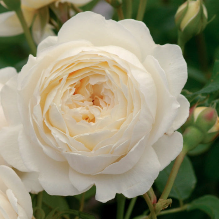 Close-up image of a white climbing rose with pale lemon centers, displaying its creamy petals and green foliage.