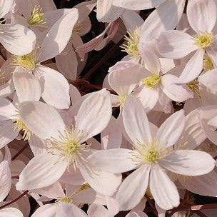 CLEMATIS APPLE BLOSSOM