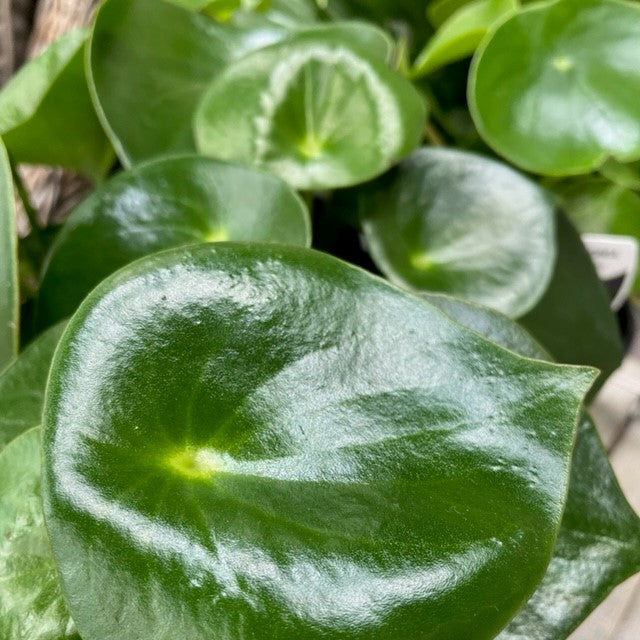 COIN LEAF PEPPEROMIA 130mm