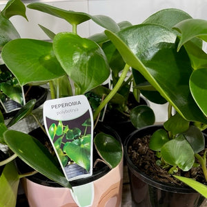 COIN LEAF PEPPEROMIA 130mm