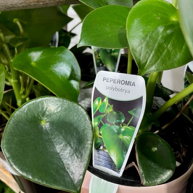 COIN LEAF PEPPEROMIA 130mm