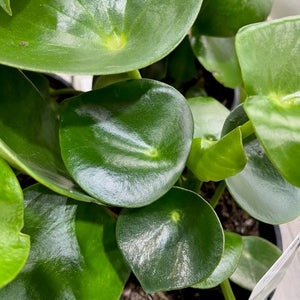 COIN LEAF PEPPEROMIA 130mm