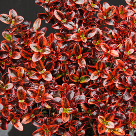 Plants
