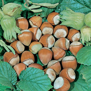 PRE ORDER -HAZELNUT COSFORD - BARE ROOTED