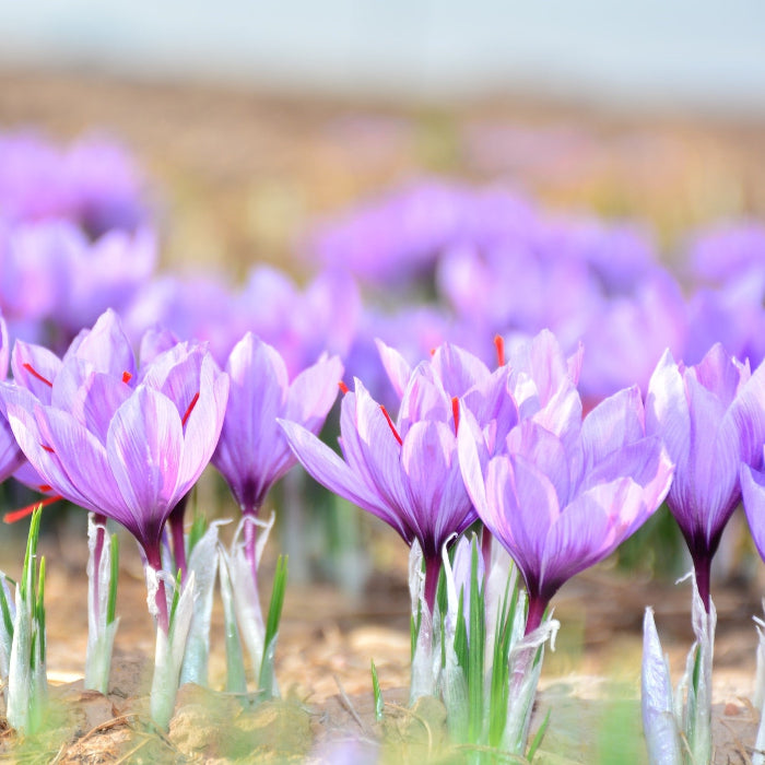 SAFFRON CROCUS 2PK
