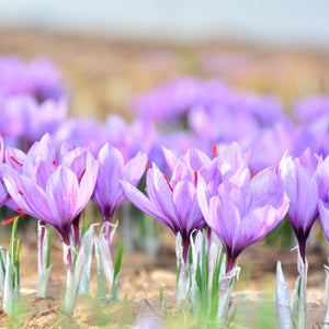 SAFFRON CROCUS 2PK