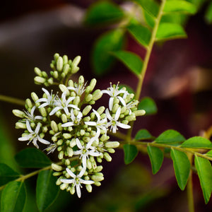 MURRAYA CURRY LEAF TREE 140MM