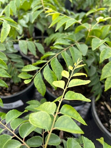 MURRAYA CURRY LEAF TREE 140MM