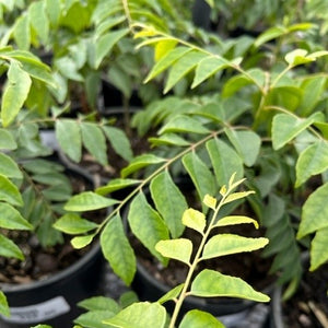 MURRAYA CURRY LEAF TREE 140MM