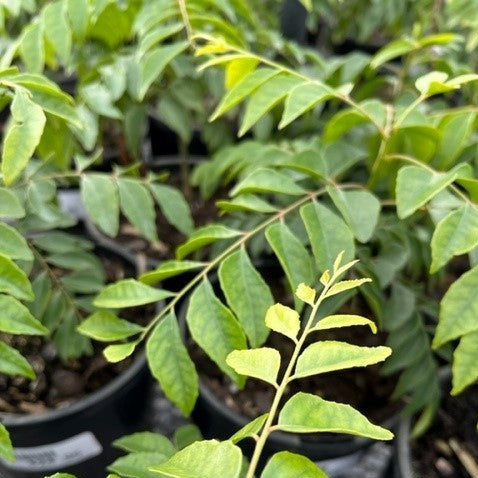 MURRAYA CURRY LEAF TREE 140MM