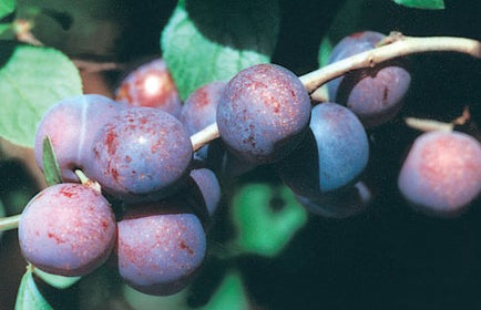 Fruit Trees Category