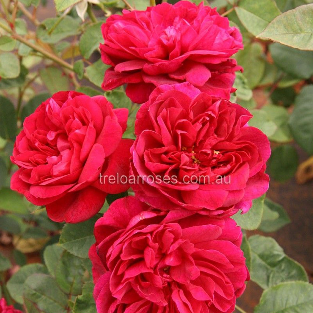 PRE ORDER - DARCEY BUSSELL DA - Bare Rooted