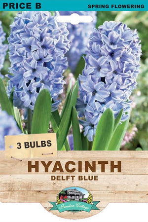 HYACINTH DELFT BLUE 3PK