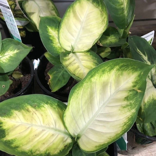 DIEFFENBACHIA LEOPARD LILY 130mm