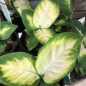 House Plants