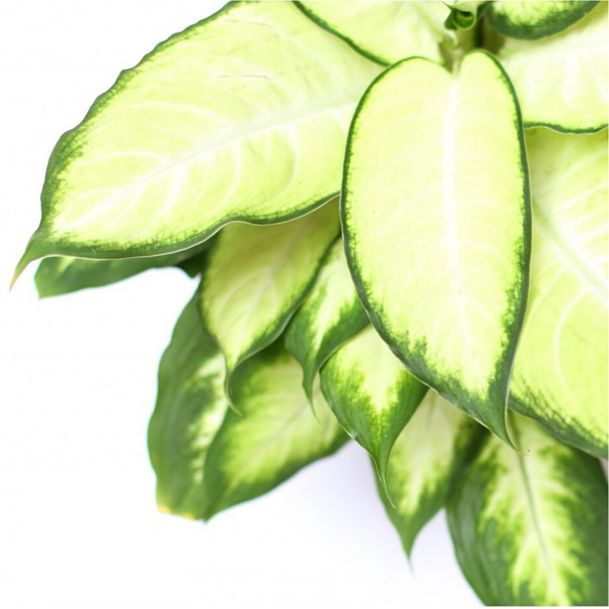 DIEFFENBACHIA TROPIC MARIANNE 130mm