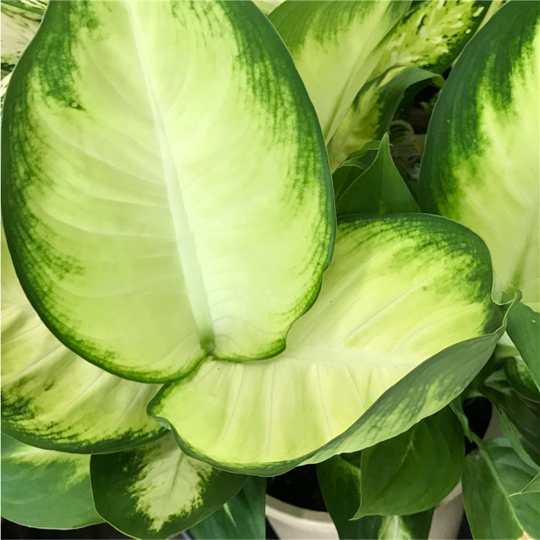 House Plants