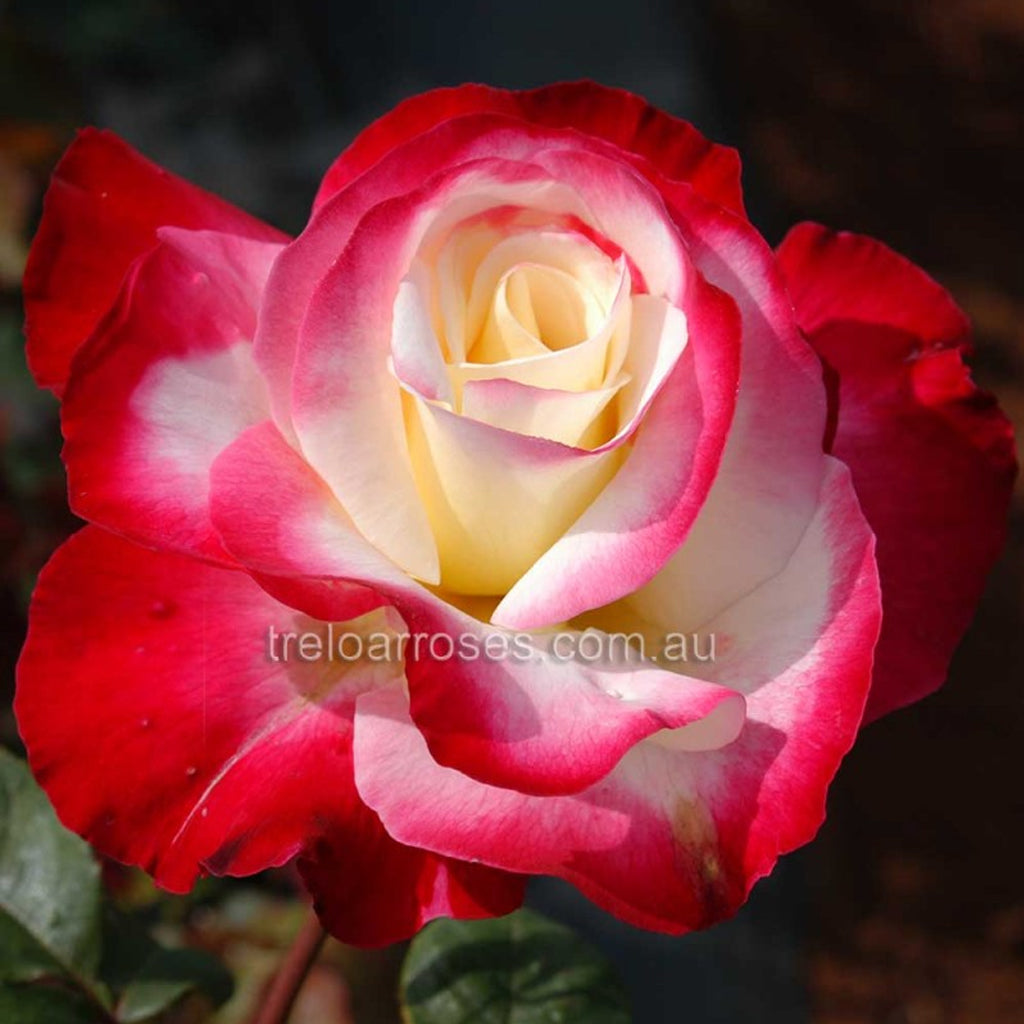 PRE ORDER - DOUBLE DELIGHT - Bare Rooted