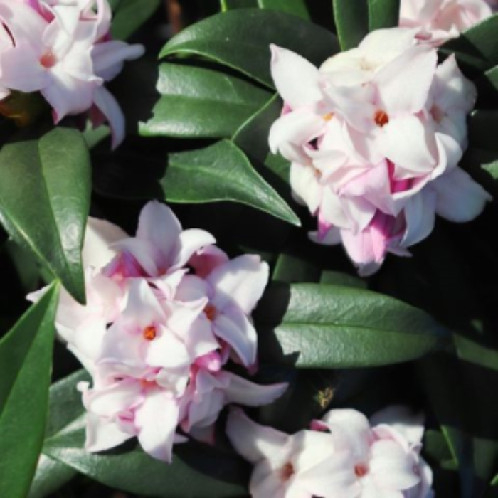 close up of daphne prefume princess flower