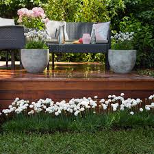 ARMERIA DREAM SERIES