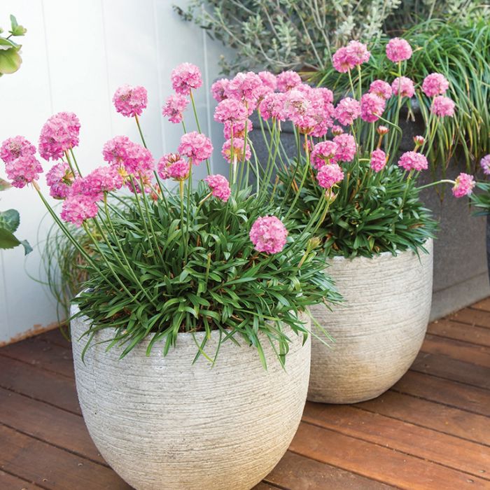 ARMERIA DREAM SERIES