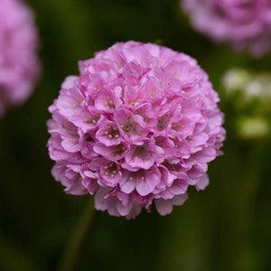 ARMERIA DREAM SERIES