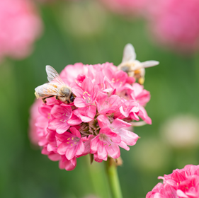 Flowering Plants