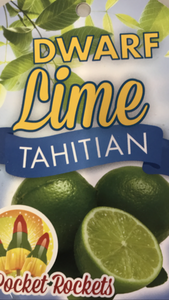 LIME TAHITIAN DWARF 20CM