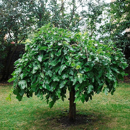 DWARF BLACK MULBERRY