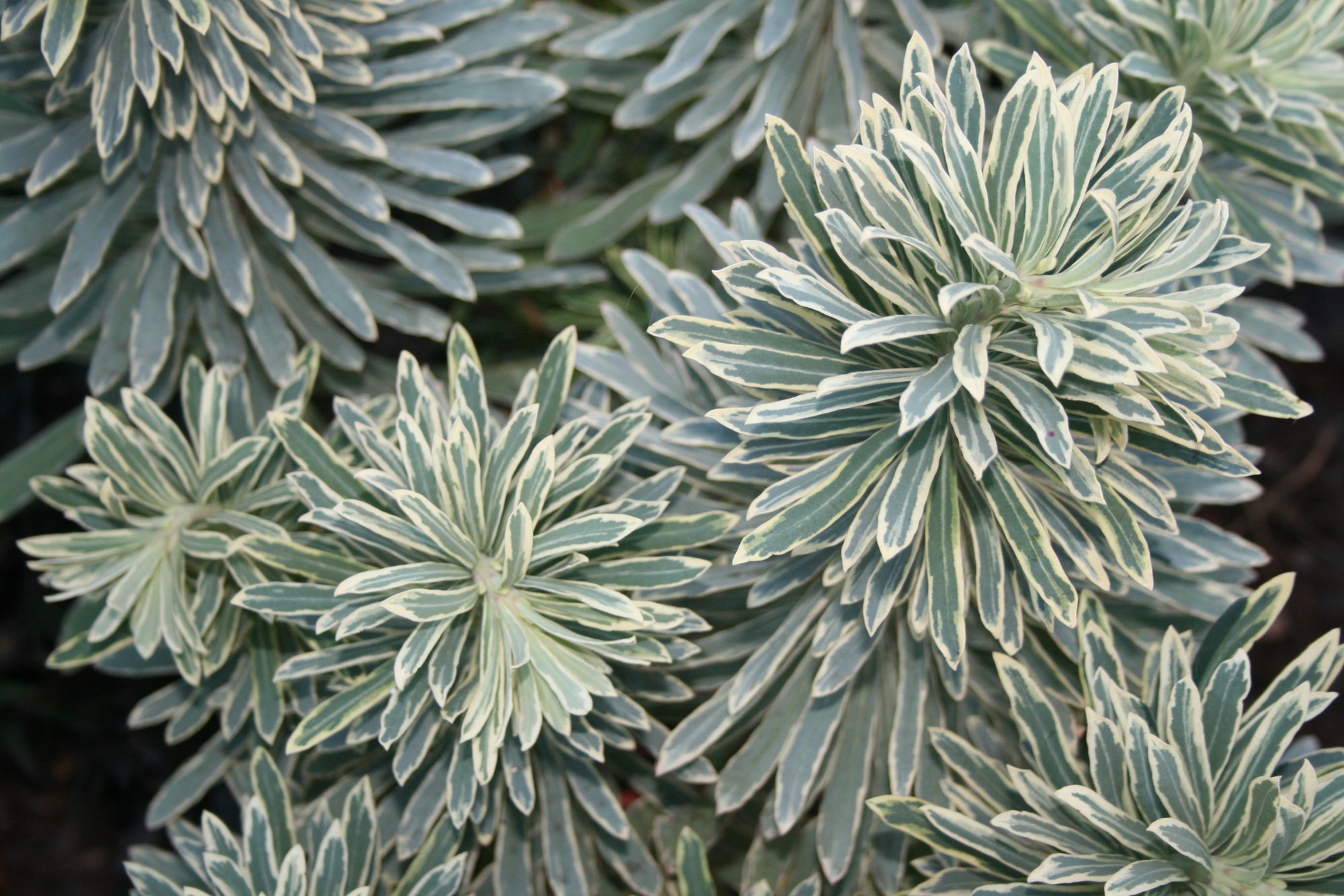 EUPHORBIA SILVER SWAN 140mm