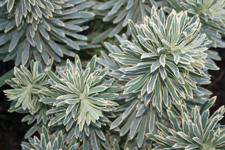EUPHORBIA SILVER SWAN 140mm
