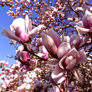 MAGNOLIA EARLY PINK