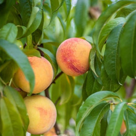 Fruit Trees Category