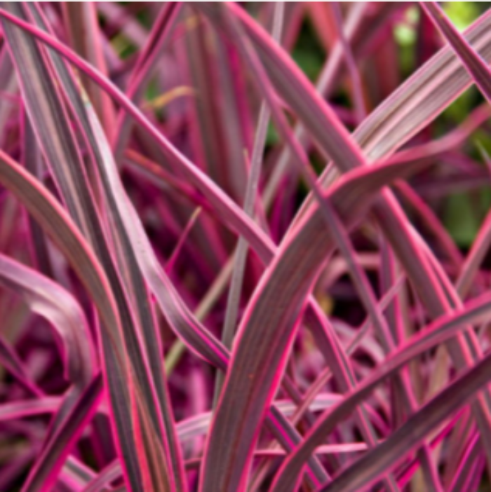 CORDYLINE ELECTRIC PINK