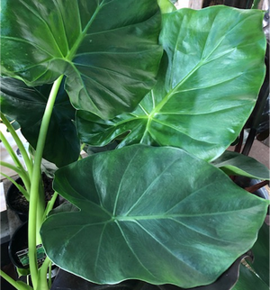 ALOCASIA ELEPHANT EARS