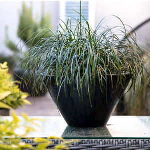 LIRIOPE EMERALD CASCADE