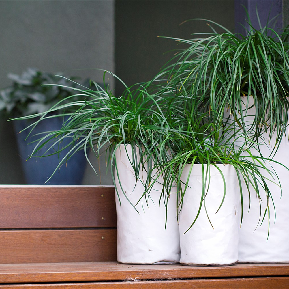 Grasses