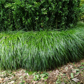 Grasses