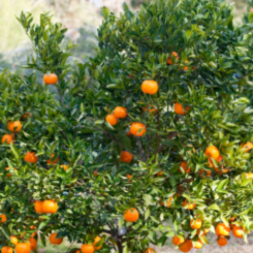 A close-up of a citrus tree laden with small orange fruits, photographed outdoors with green leaves and a softly blurred natural background.