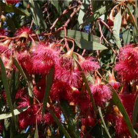 Plants